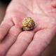 A pellet of indigestible waste containing a yellow elastic band.
